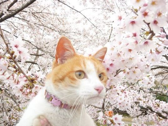 桜が満開に割いているスポットで猫を抱き上げている。猫は三毛猫でピンクの首輪をしている。