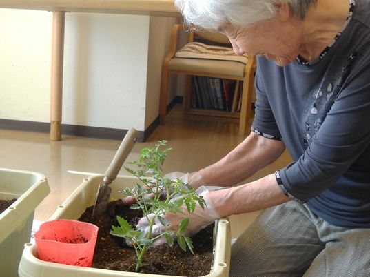 園芸療法に取り組んでいる高齢者の様子。土と植物を手で触っている様子