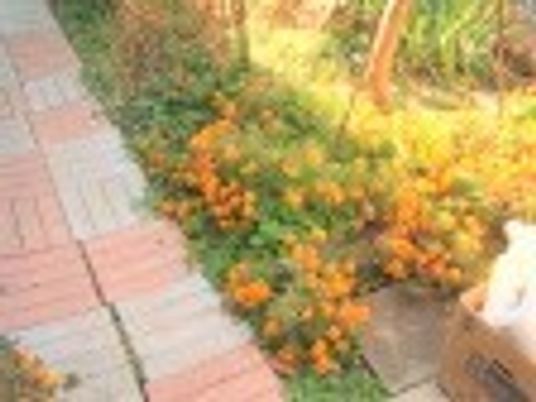 花や木が植えられたきれいな庭。カラフルなブロックが植えられている。