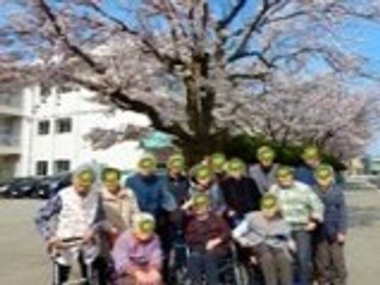 花見を楽しむ入居者とスタッフ。車いすを利用している入居者も一緒に出かけている。