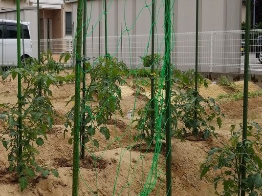 トマトなどの夏野菜が植えられた畑。支柱などもされている。