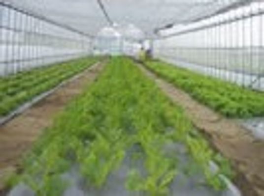 広い畑のようなスペースに植物が植えてある様子。ビニールハウス内の写真