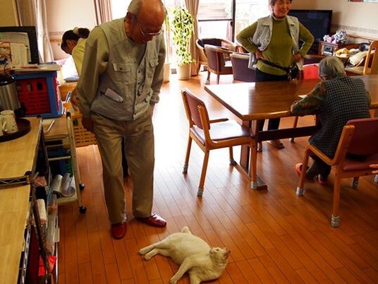 フローリングのリビングダイニングに寝そべっている白い猫を見て笑顔になっている高齢男性。