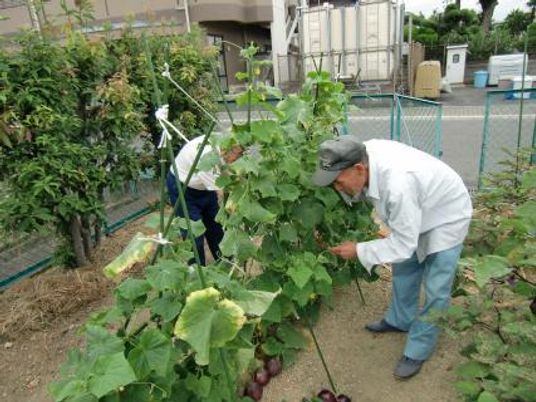 庭で植物の収穫を楽しんでいる高齢者とスタッフの様子。施設内の一角で写した写真
