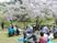 桜の花見を楽しんでいる様子の高齢者とスタッフの様子。春の一場面