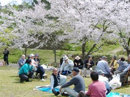 桜の花見を楽しんでいる様子の高齢者とスタッフの様子。春の一場面