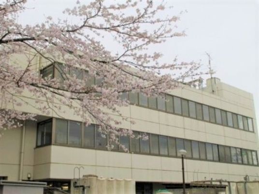 手前には桜が満開に咲いている桜の木があり、その向こうにはベージュの3階建ての建物があり、空は曇っていて少し薄暗い雰囲気。