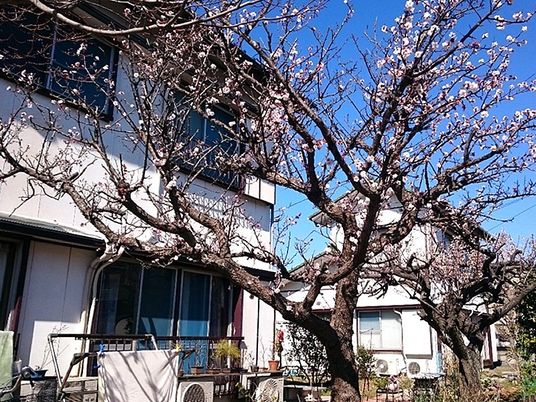 中庭に華が並んだ建物が写っている。青空で天気が良い様子が分かる