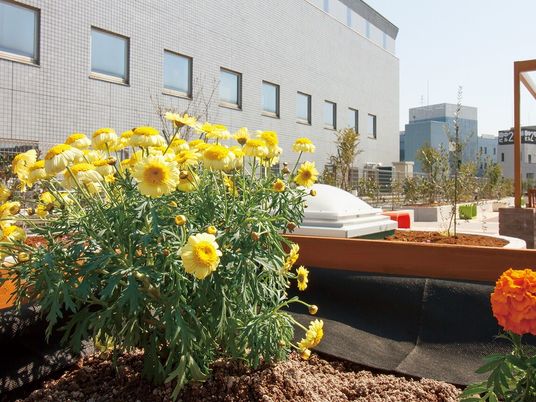 手前に黄色い花が咲いている施設内の花壇付近。奥の方に建物が写っている写真