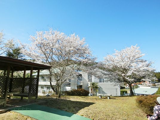 白を基調とした建物は３階建てで周りには満開の桜の木が複数植えられている。