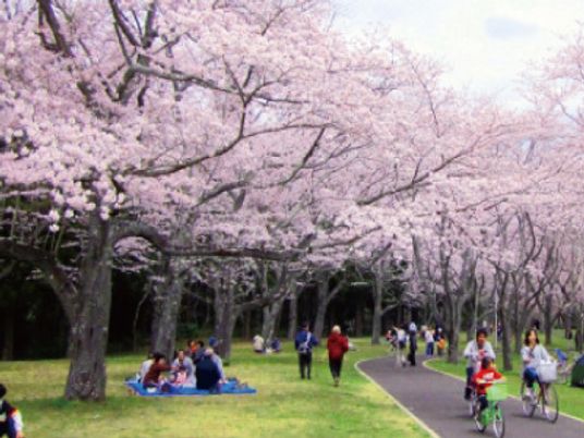 桜の花が咲いている公園内の写真。施設近くの公園でくつろいでいる人々