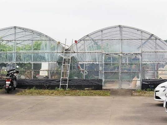 ビニールハウスが二棟並び、中には野菜が青々と育っている。ハウスの前にはバイクがある。