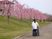 桜が咲く土手をスタッフと一緒に散歩している施設の入居者の様子