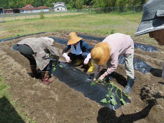 麦わら帽子などを被った入居者とスタッフが、サツマイモの苗を植えている。
