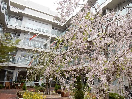 桜の花が咲いた大きな木がある中庭には黄色い花も咲き、木製のテーブルセットがあり、中庭の上にはこいのぼりが泳いでいる。