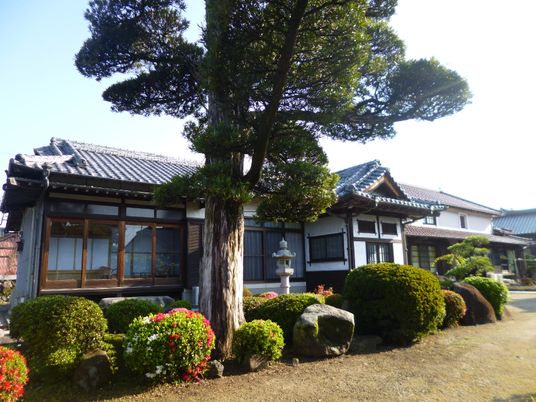 大きな松の木の後ろにはグレーの瓦屋根の平屋建ての住居がある。
