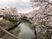 川の両サイドには桜の木があり、満開に花が咲いている。空は曇っていて、水面にも桜の木が映っている。