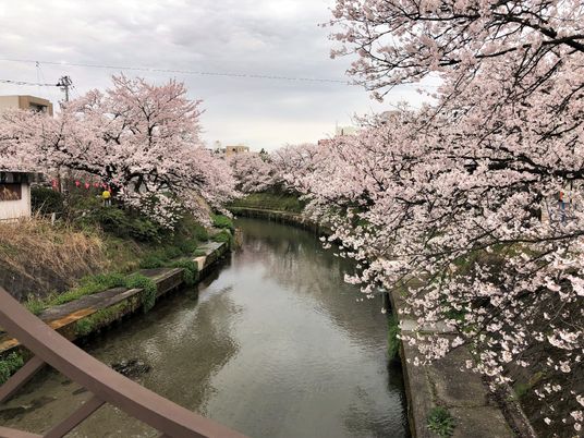 川の両サイドには桜の木があり、満開に花が咲いている。空は曇っていて、水面にも桜の木が映っている。