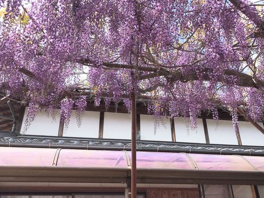 藤棚の下を写した写真。施設の中庭に植えられている藤棚の様子