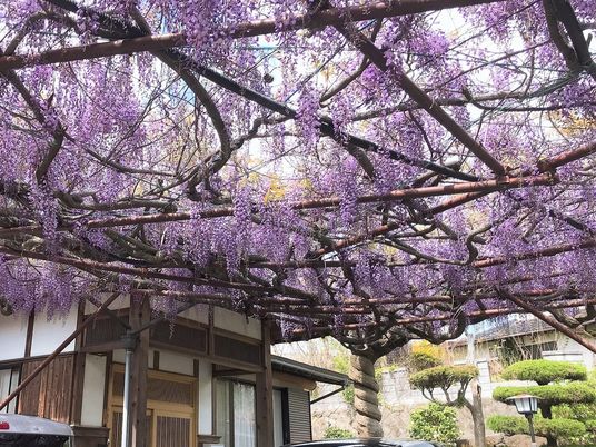 ふじだなのしたで施設の外観を写したもの。春先に花が咲いている様子