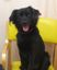 黄色い椅子に座っている黒い犬