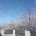 桜が咲く風景