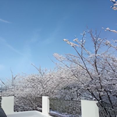 桜が咲く風景