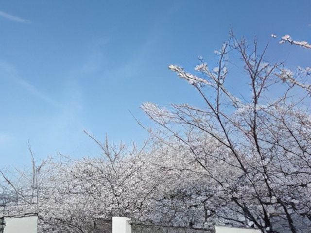 桜が咲く風景 テラス 広々としたテラスからは、綺麗な桜が見られます。自然に囲まれながらの休憩が可能です。