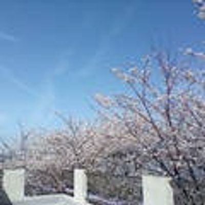 桜が咲く風景