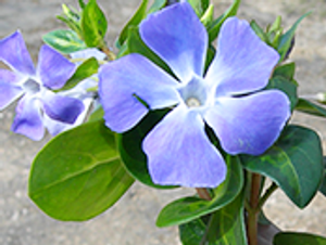 鮮やかな紫の花と葉