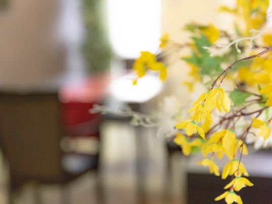 黄色の花びらや緑の葉が鮮やかな植物が、椅子のそばに飾られている。枝が広がり、花がいくつも咲いている。