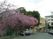 桜の木が並ぶ建物前の駐車場