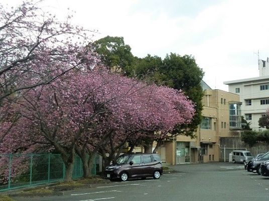 桜の木が並ぶ建物前の駐車場