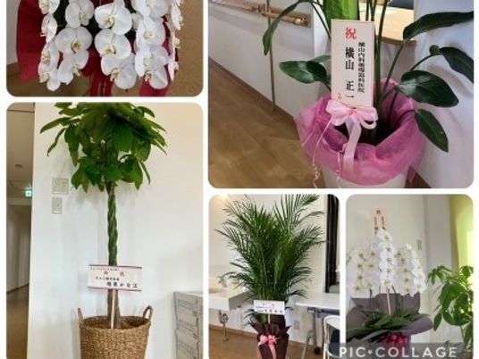 鉢植えの装飾が並ぶロビー  