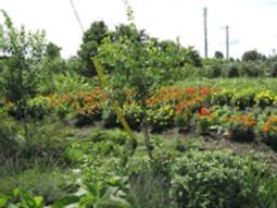 多彩な植物がある庭