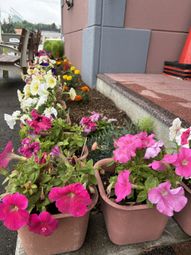 花壇がある明るい庭