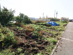 花壇がある明るい庭