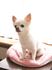小型犬のリラックス姿