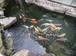 錦鯉が泳ぐ庭の池