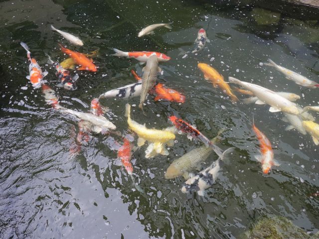 色とりどりの鯉の中庭 鯉 ゆったりと泳ぐ鯉を眺めながら、日常の喧騒を忘れる穏やかな時間を提供しています。