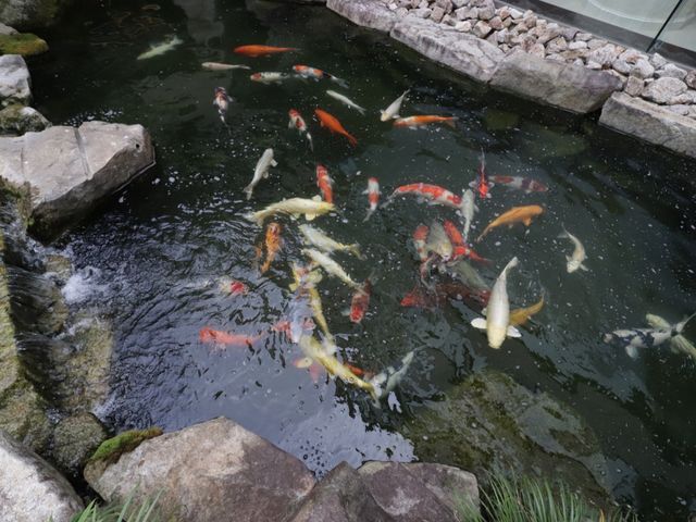 中庭の錦鯉 鯉 ゆったりと泳ぐ錦鯉を眺めることができる癒しの空間があります。ゆとりを感じる時間を過ごせる場所です。