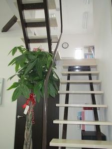 明るい階段と植物