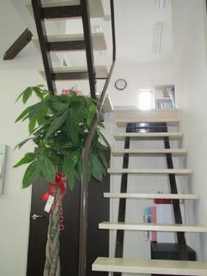 明るい階段と植物