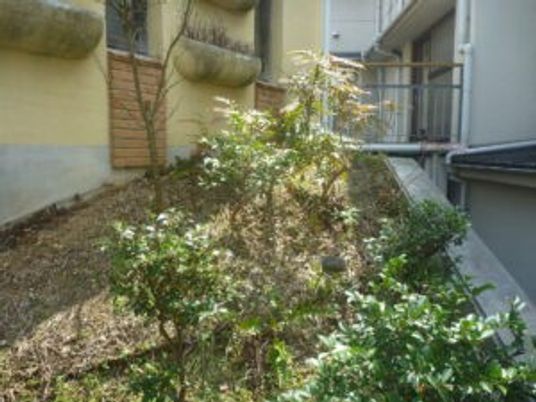 中庭の植栽スペース  