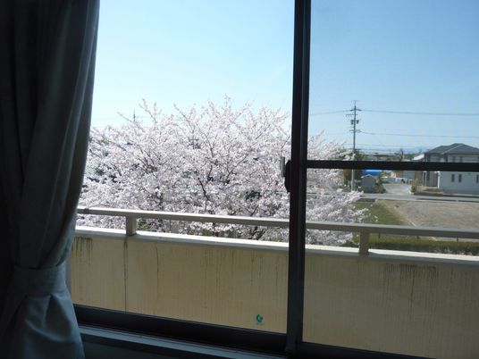 桜が見える窓辺  