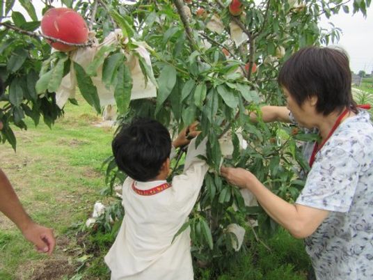 りんご狩りする人々