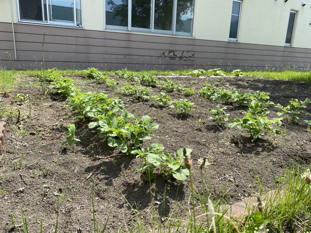 緑豊かな中庭 中庭 手入れされた中庭には、季節の花や植物が植えられ、穏やかな時間を過ごすことができます。