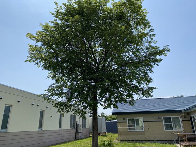 緑豊かな中庭 中庭 手入れが行き届いた木々がそびえ立つ、広々とした中庭です。ベンチでの憩いの時をご提供します。