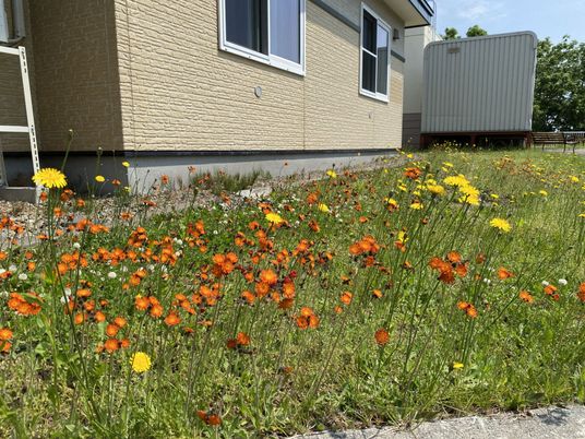 花が咲く中庭
