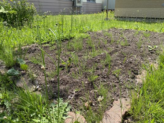 土と緑のある中庭